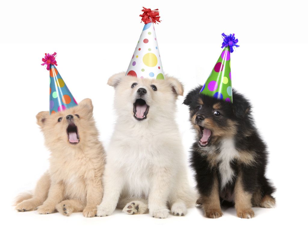 Puppies Singing Happy Birthday Song