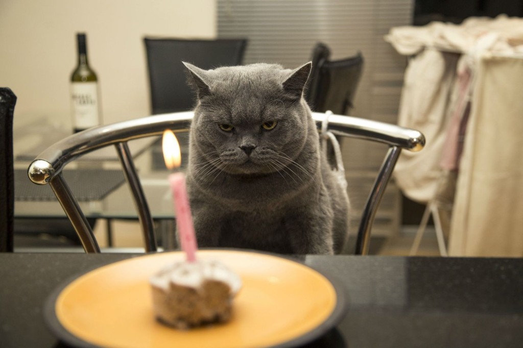 happy-birthday-cat